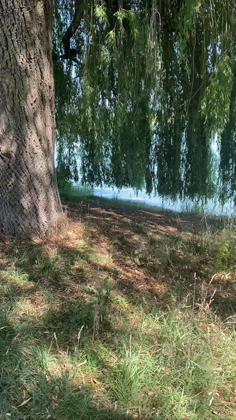 The willow tree is located on the shore of a beautiful large lake 動画素材 314782690