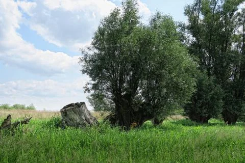 Willow tree on meadow of havel river (Germany) Stock Photos
