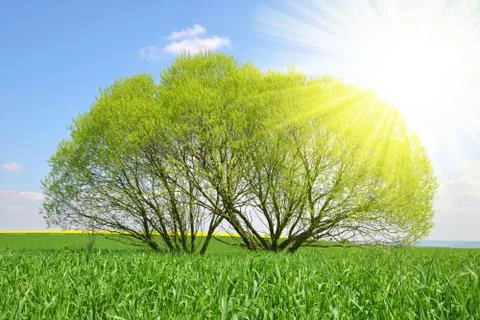 Willow tree on meadow. Stock Photos