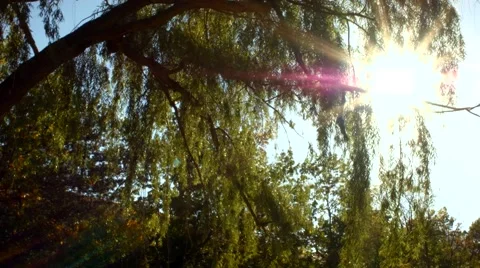 Willow Tree Medium Stock Footage 46227619