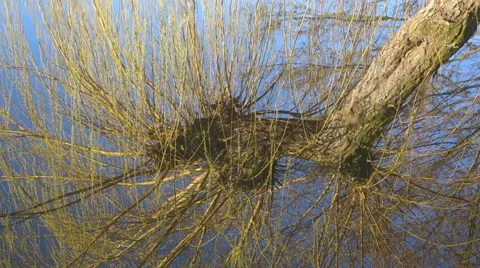 A willow tree is mirroring in a lake Видео 48867549