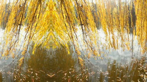 Willow Tree Motion Background Vídeo Stock 575505