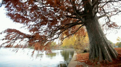Willow Tree Motion Background Stock Footage 575686