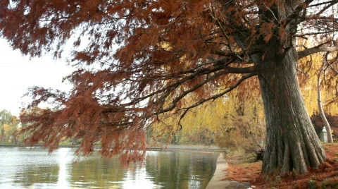 Willow Tree Motion Background Vídeo Stock 575695