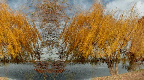 Willow Tree Motion Background Vídeo Stock 575749