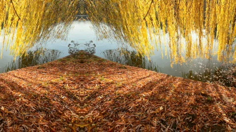 Willow Tree Motion Background Vídeo Stock 575843