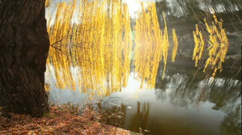 Willow Tree Motion Background Vídeo Stock 575854