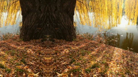Willow Tree Motion Background Vídeo Stock 575933