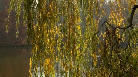Willow Tree Motion Background Vídeo Stock 576003
