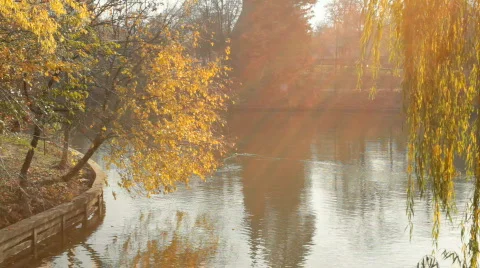 Willow Tree Motion Background Vídeo Stock 576032