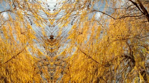 Willow Tree Motion Background Vídeo Stock 576050