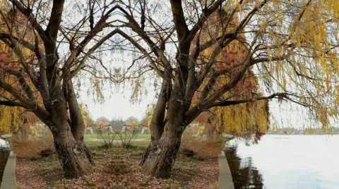 Willow Tree Motion Background Vídeo Stock 656256