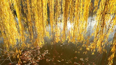 Willow Tree Motion Background Vídeo Stock 721038