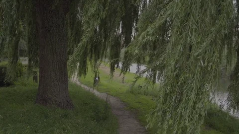 Willow tree near river (4k) Video stock 78103209