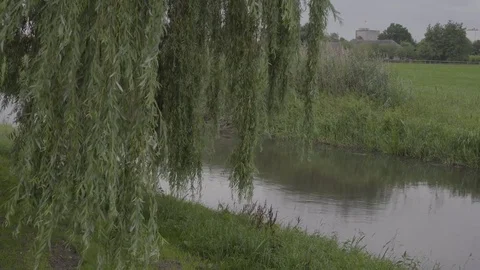 Willow tree near river (4k) Video stock 78103216