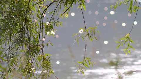 Willow tree nearby the danube river in austria Stock Footage 135815298