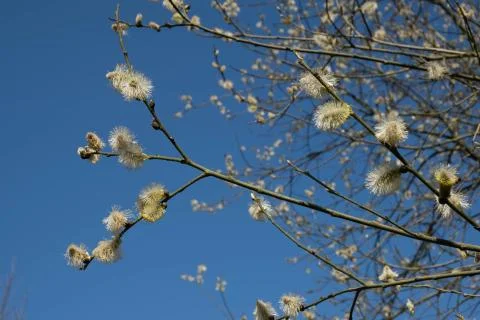 Willow, tree opened its buds for easter Stock Photos