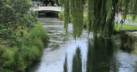 Willow tree over Avon River in Christchurch, New Zealand, exclusive 4K Stock Footage 172315471