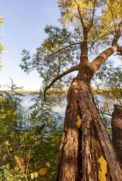 Willow tree over the Dniper river in autumn Фото