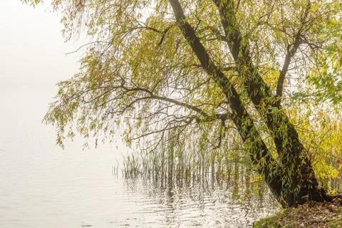 Willow tree over the Dniper river in autumn Фото