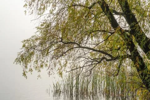 Willow tree over the Dniper river in autumn Stockfoto's