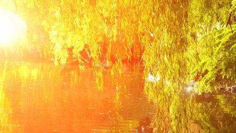 Willow Tree over Pond, Bright Sun Light Water Lens Flare Background Stockbeeldmateriaal 87629080