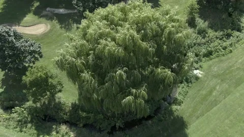 Willow Tree Overhead 库存影片 205486223