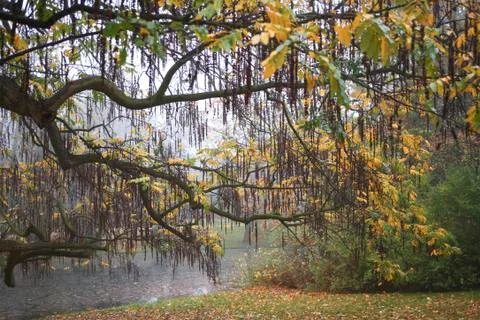 Willow tree in a park Stock Photos
