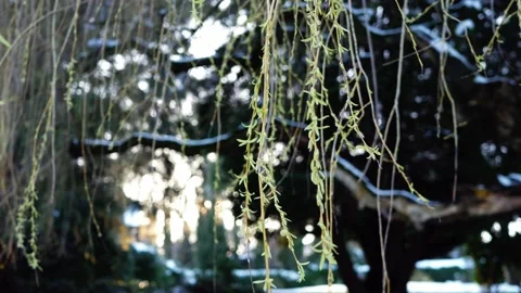 Willow tree in park in winter snowfall Stock Footage 236933439