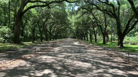 Willow Tree Pathway in the Spring Stock Footage 136333319