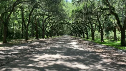 Willow Tree Pathway in the Spring Stock Footage 136333328