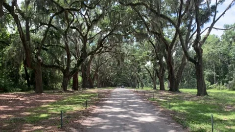 Willow Tree Pathway in the Spring Stock Footage 136333338