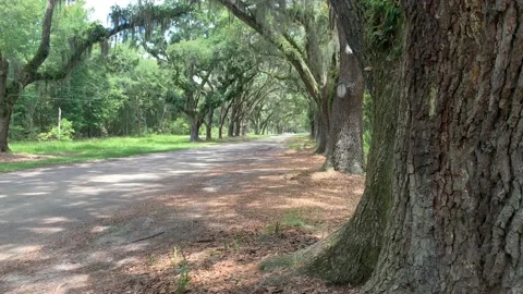 Willow Tree Pathway in the Spring Stock Footage 136333367