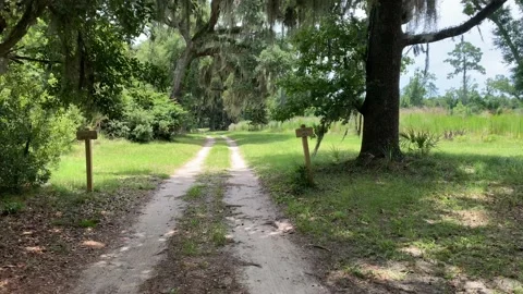 Willow Tree Pathway in the Spring Stock Footage 136333408