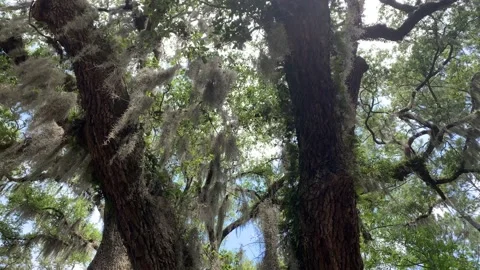 Willow Tree Pathway in the Spring Stock Footage 136333422