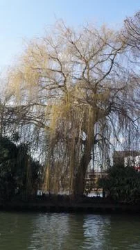 Willow Tree Stock Photos
