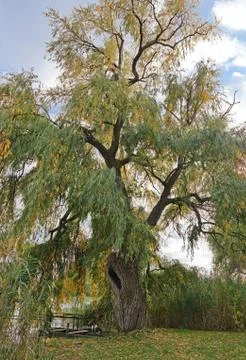 Willow tree Stock Photos