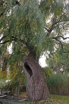 Willow tree Stock Photos