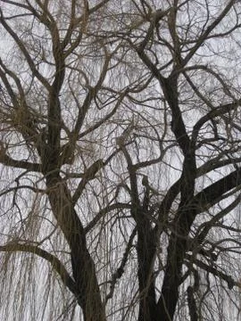 Willow Tree Stock Photos