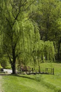 Willow tree Stock Photos