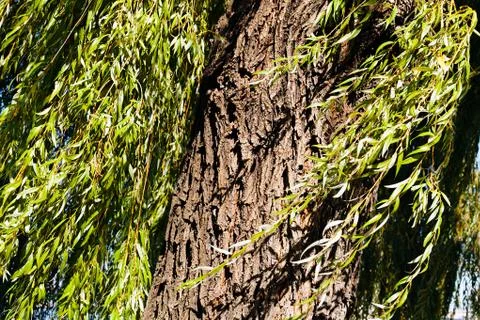 Willow tree Stock Photos