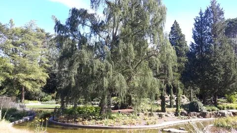 Willow Tree Stock Photos