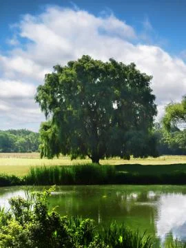 Willow tree Stock Photos