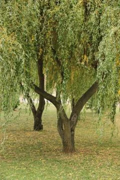 Willow tree Stock Photos