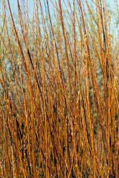Willow tree Free Stock Photos