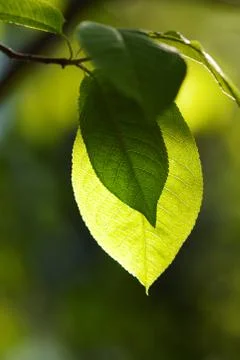 Willow tree Stock Photos
