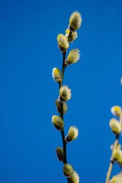Willow tree Foto stock