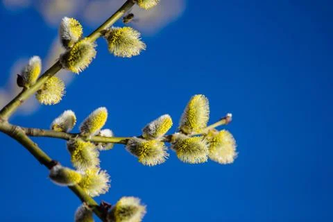 Willow tree Stock-Fotos