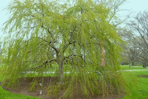 Willow Tree Stock Photos