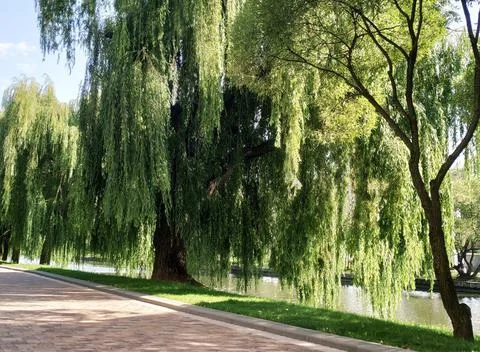 Willow tree Foto stock